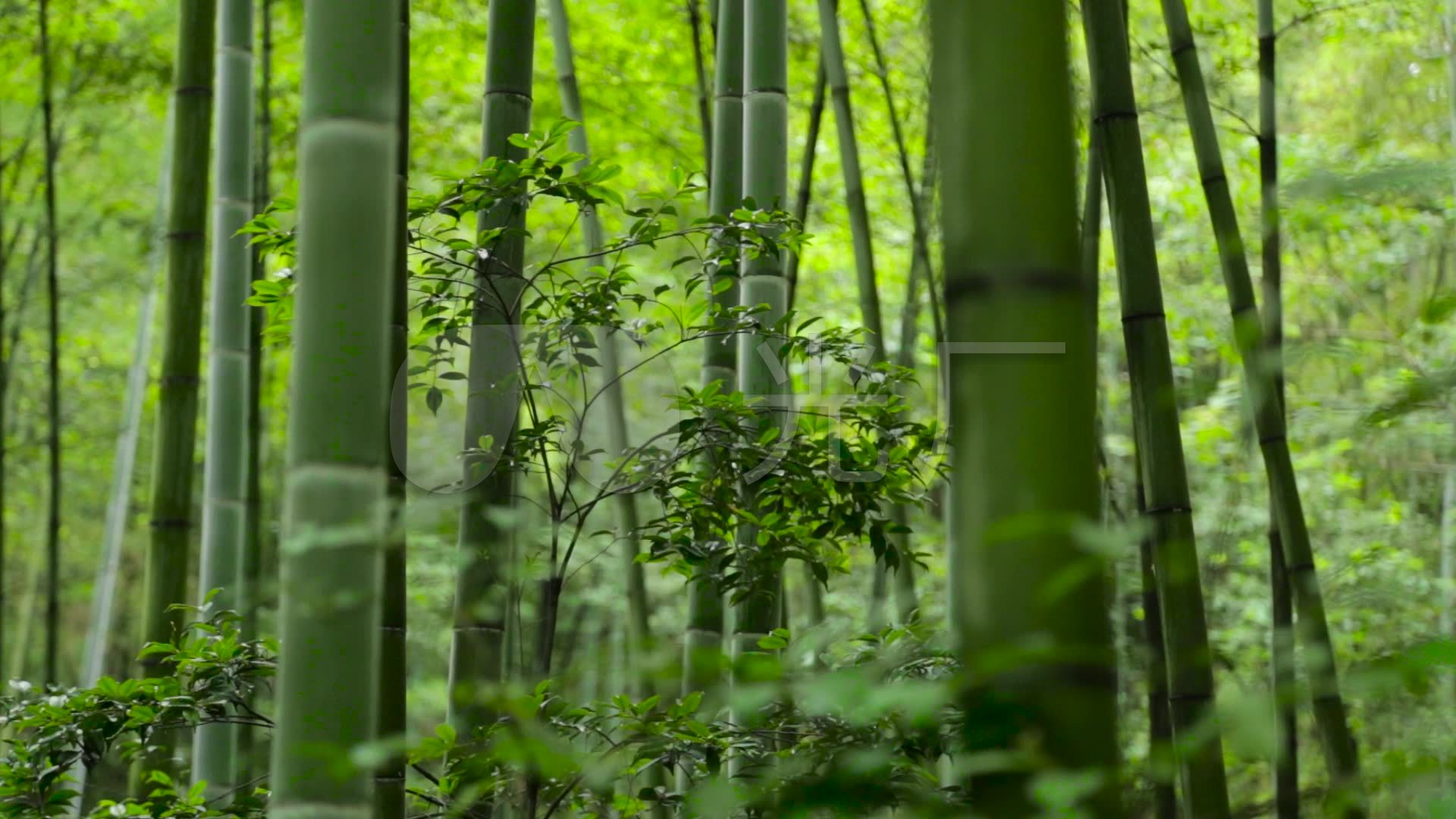 竹林竹子绿竹唯美小清新阳光_01080_高清素材