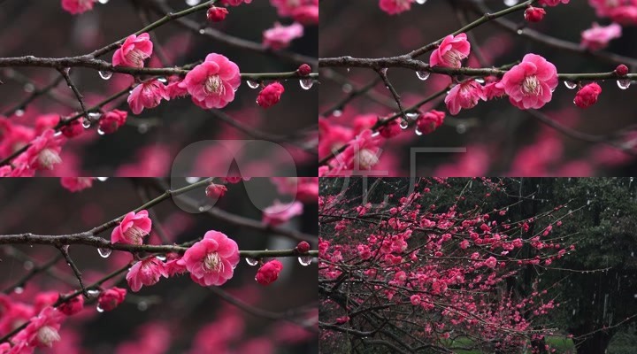 4k实拍园林景色梅花开放视频