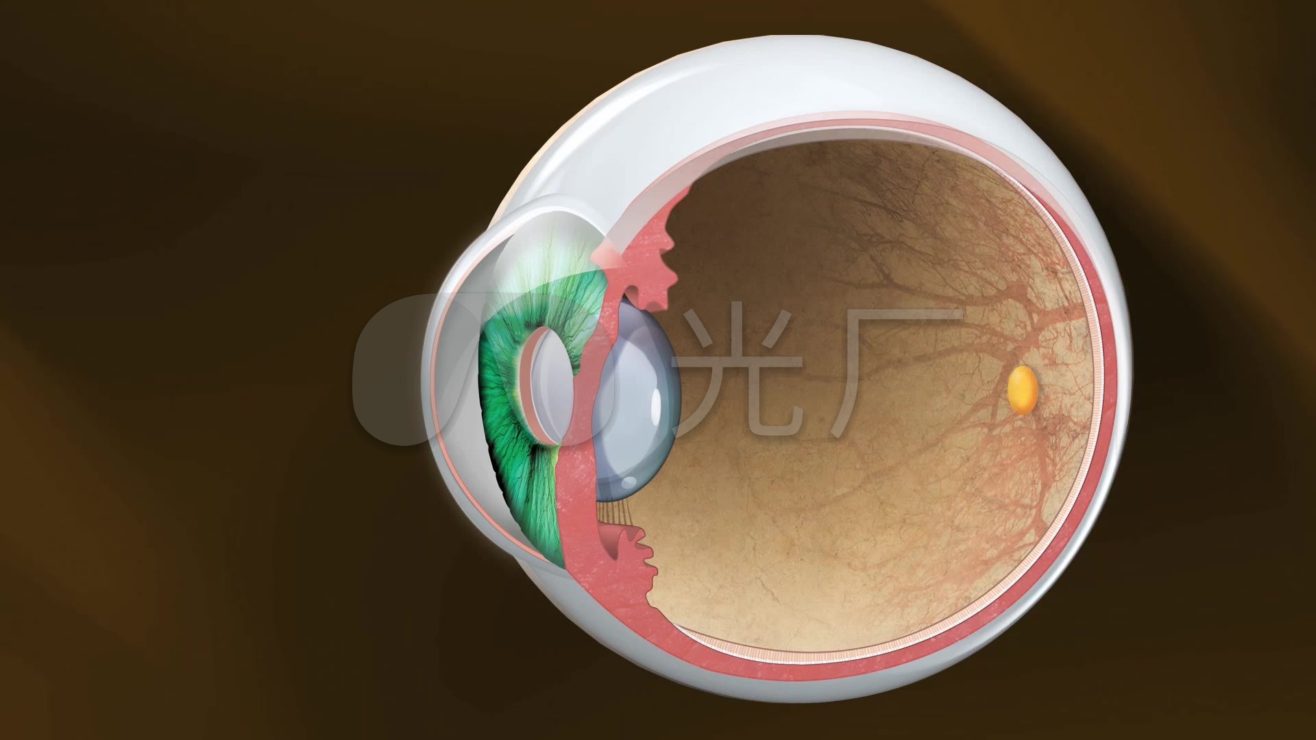 眼球眼睛组织结构医学动画医疗三维肌理动画