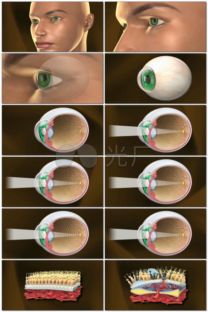 眼球眼睛组织结构医学动画医疗三维肌理动画