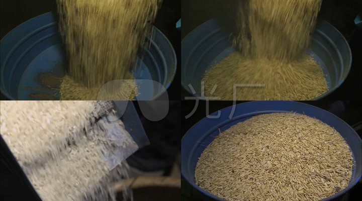 水稻变成大米粮食谷物稻谷