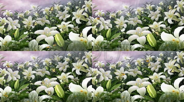 百合花蝴蝶