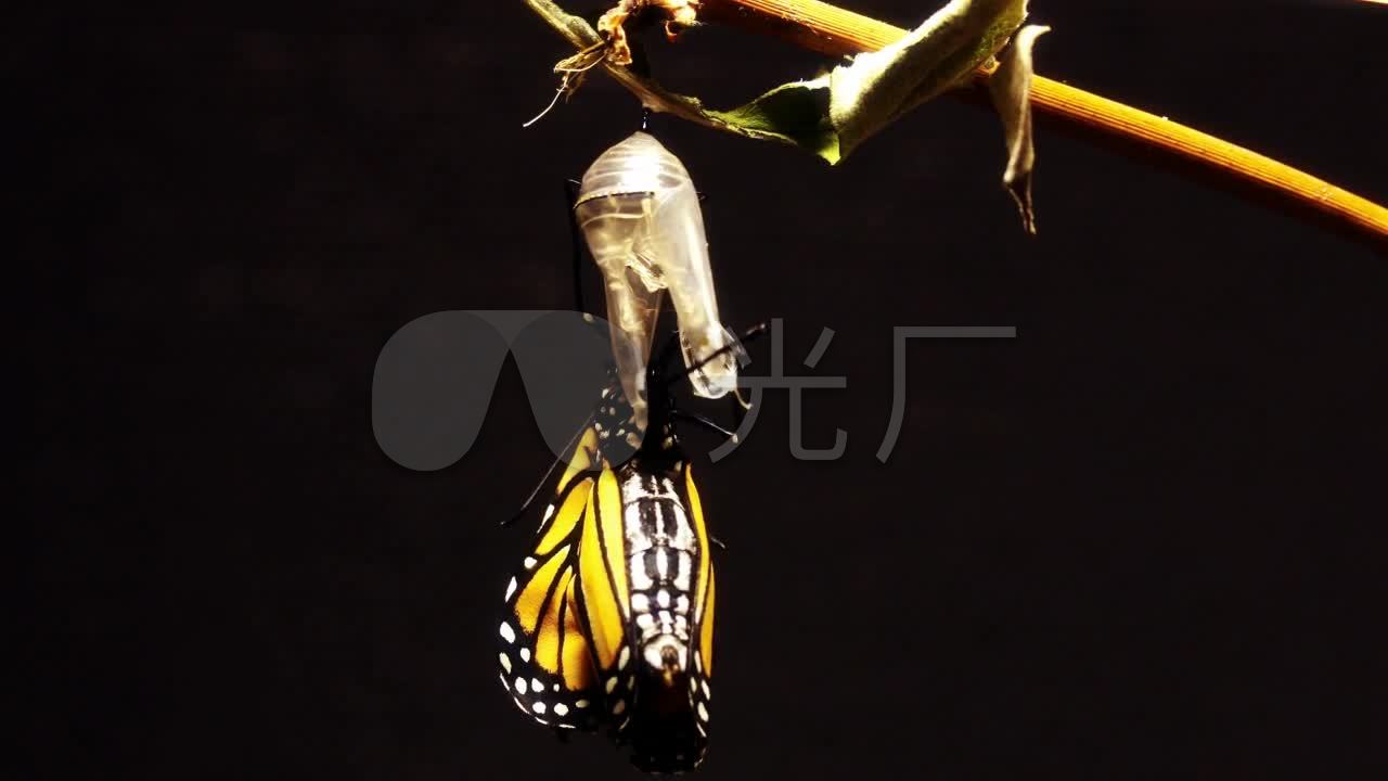 蝴蝶破茧成蝶