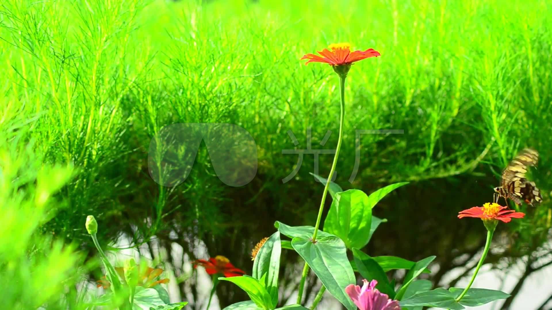 花草花朵蓝天绿草青草蝴蝶唯美