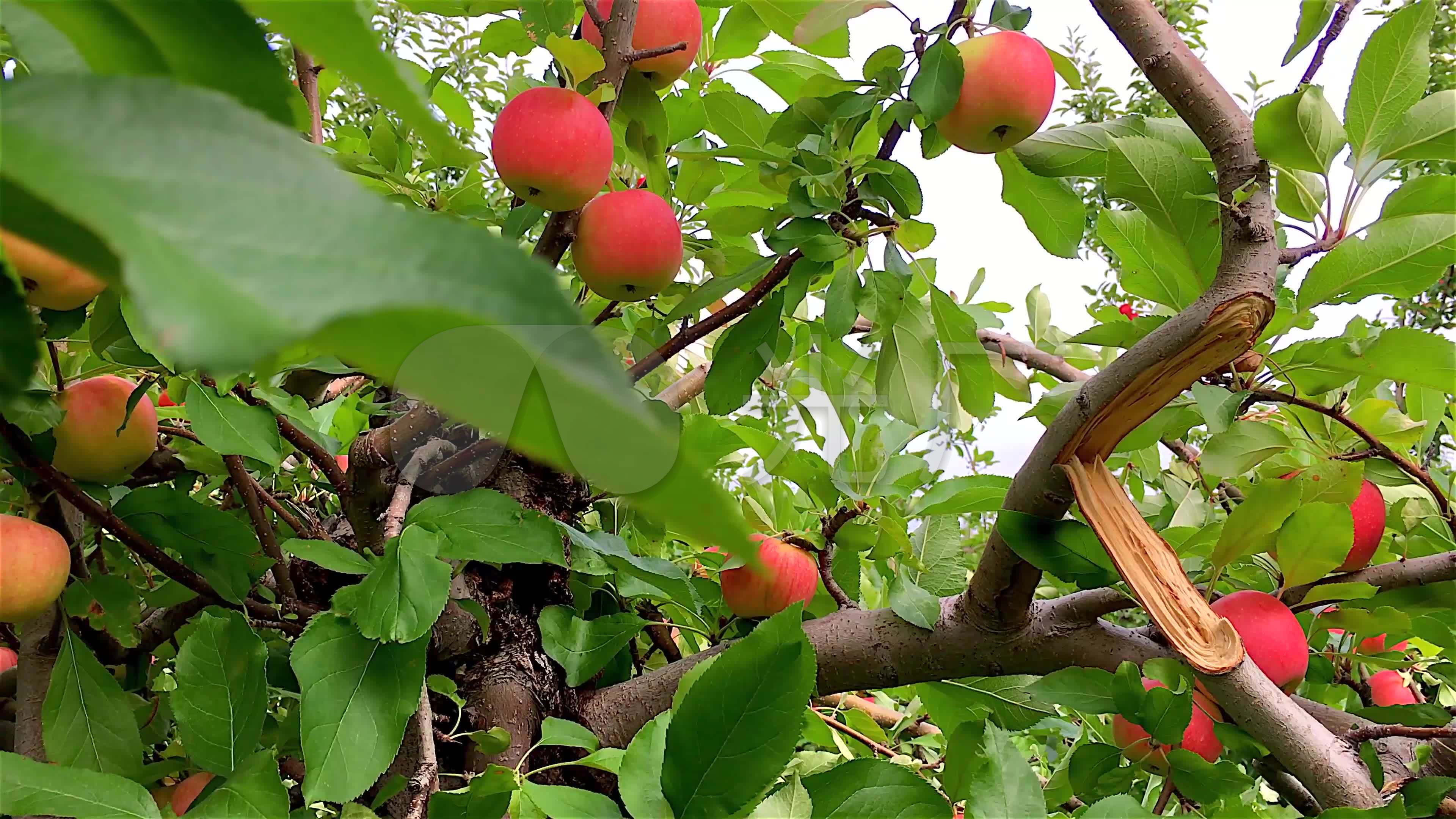 水果苹果苹果树4k