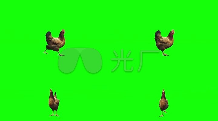 绿幕抠像鸡素材