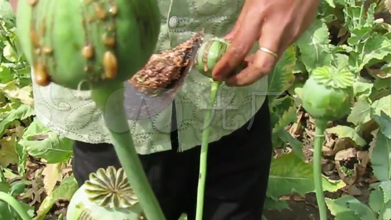 种植罂粟收集罂粟果实上面的浆汁