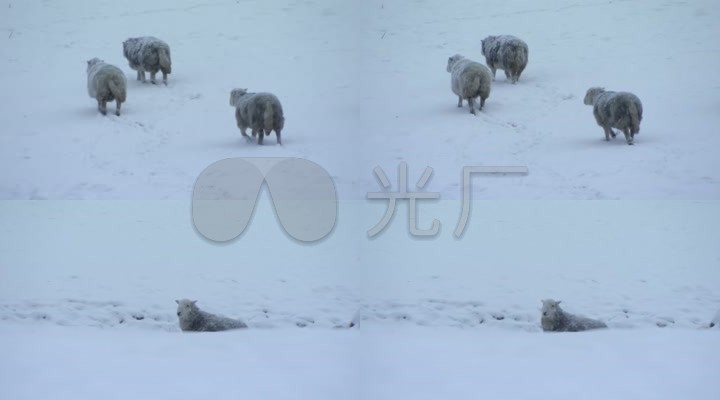 冬天牧区雪地绵羊_牲畜_家畜_寒冷下大雪