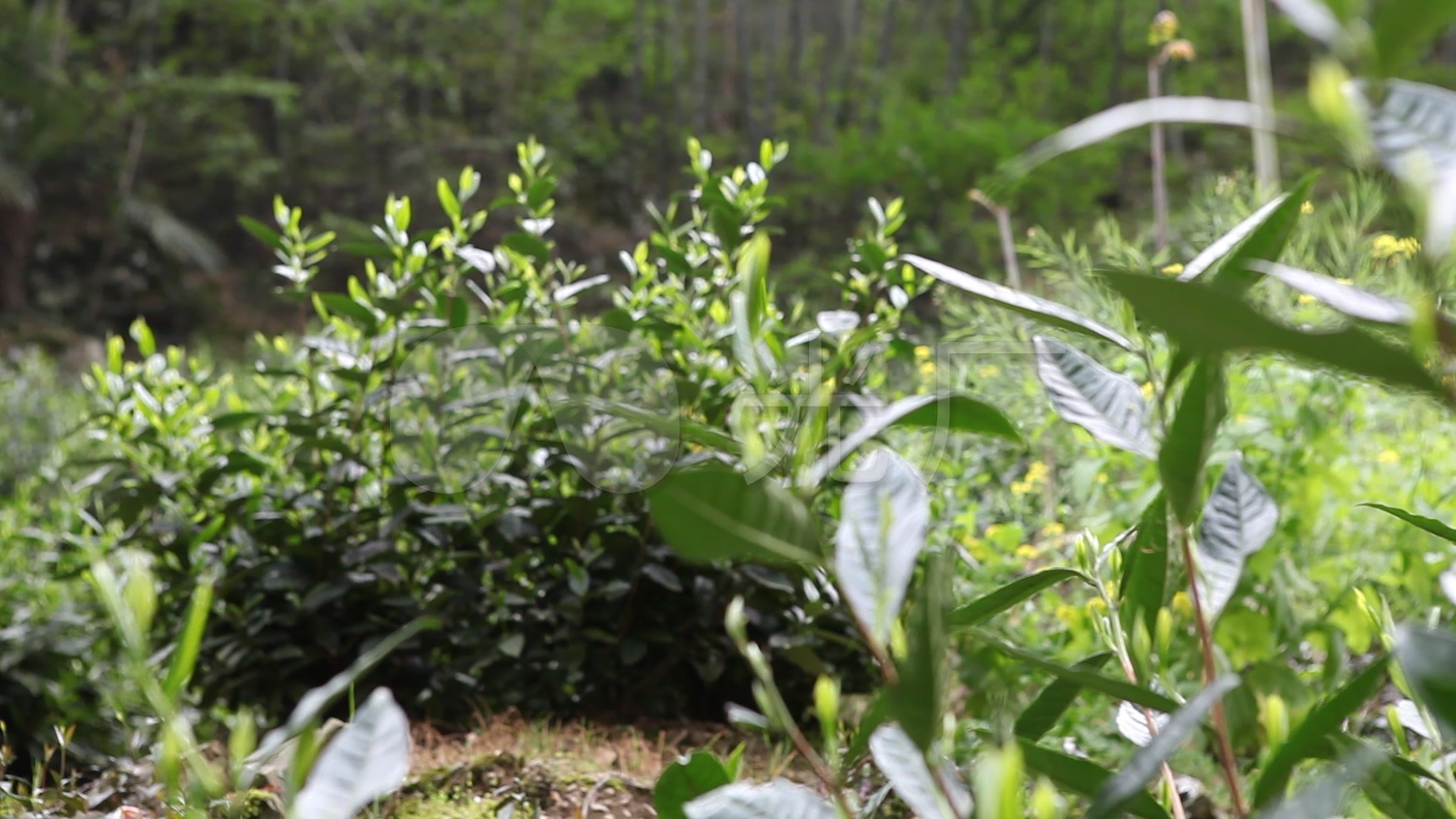 茶树茶叶茶园实拍高清视频_1920x1080_高清视频素材