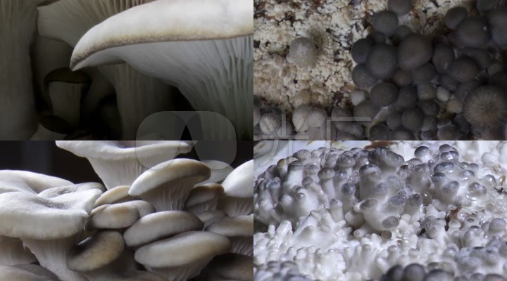 香菇平菇菌类生长动画
