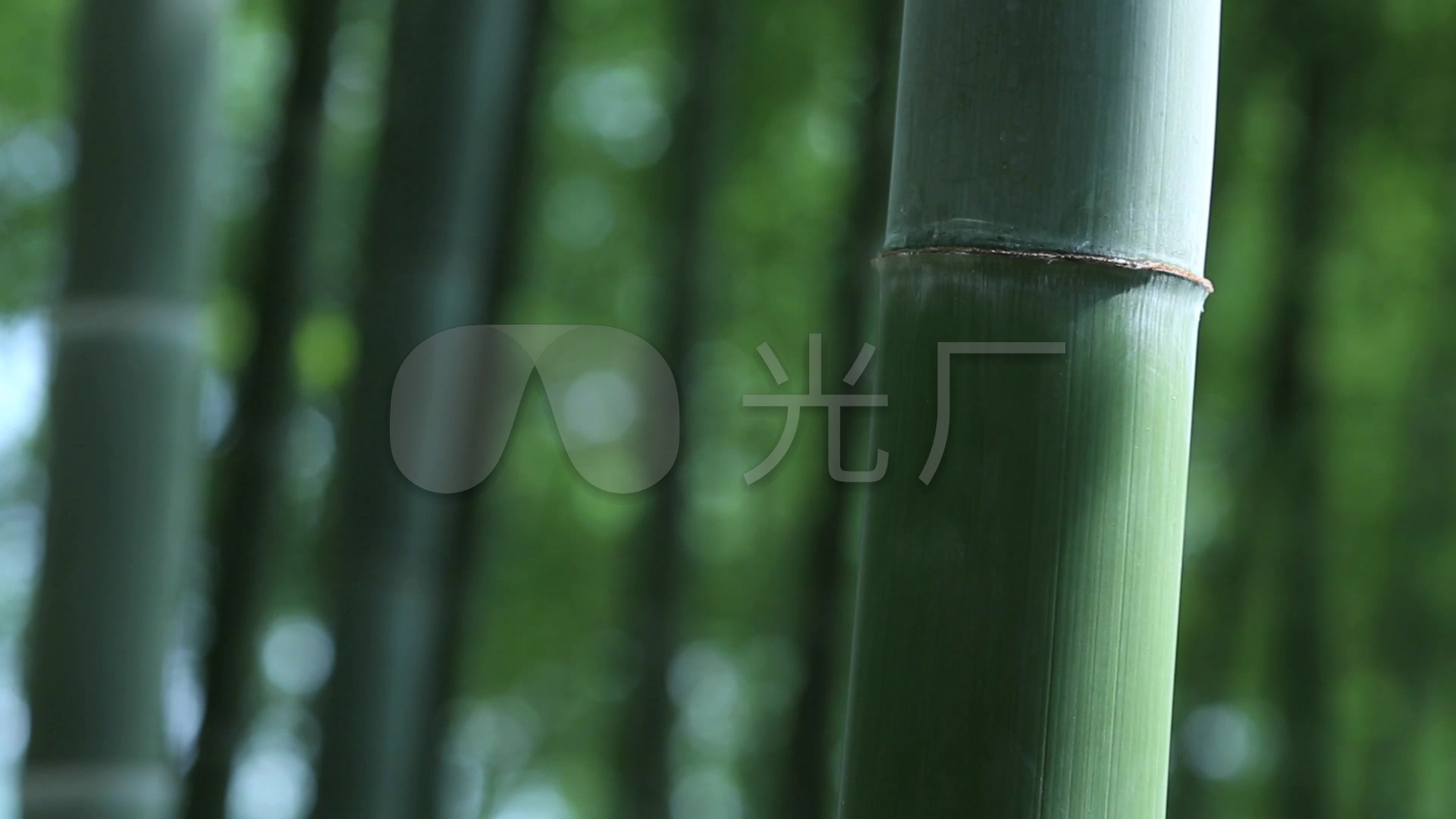 竹子绿竹竹林大气唯美竹林,竹海,竹叶_1920x1080_高清