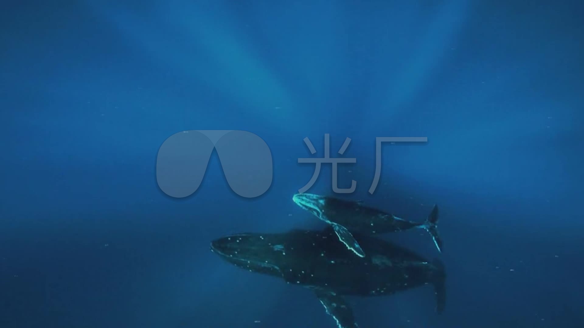 座头鲸海洋深海迁徙_1920x1080_高清视频素材下载(编号:1460766)_实拍