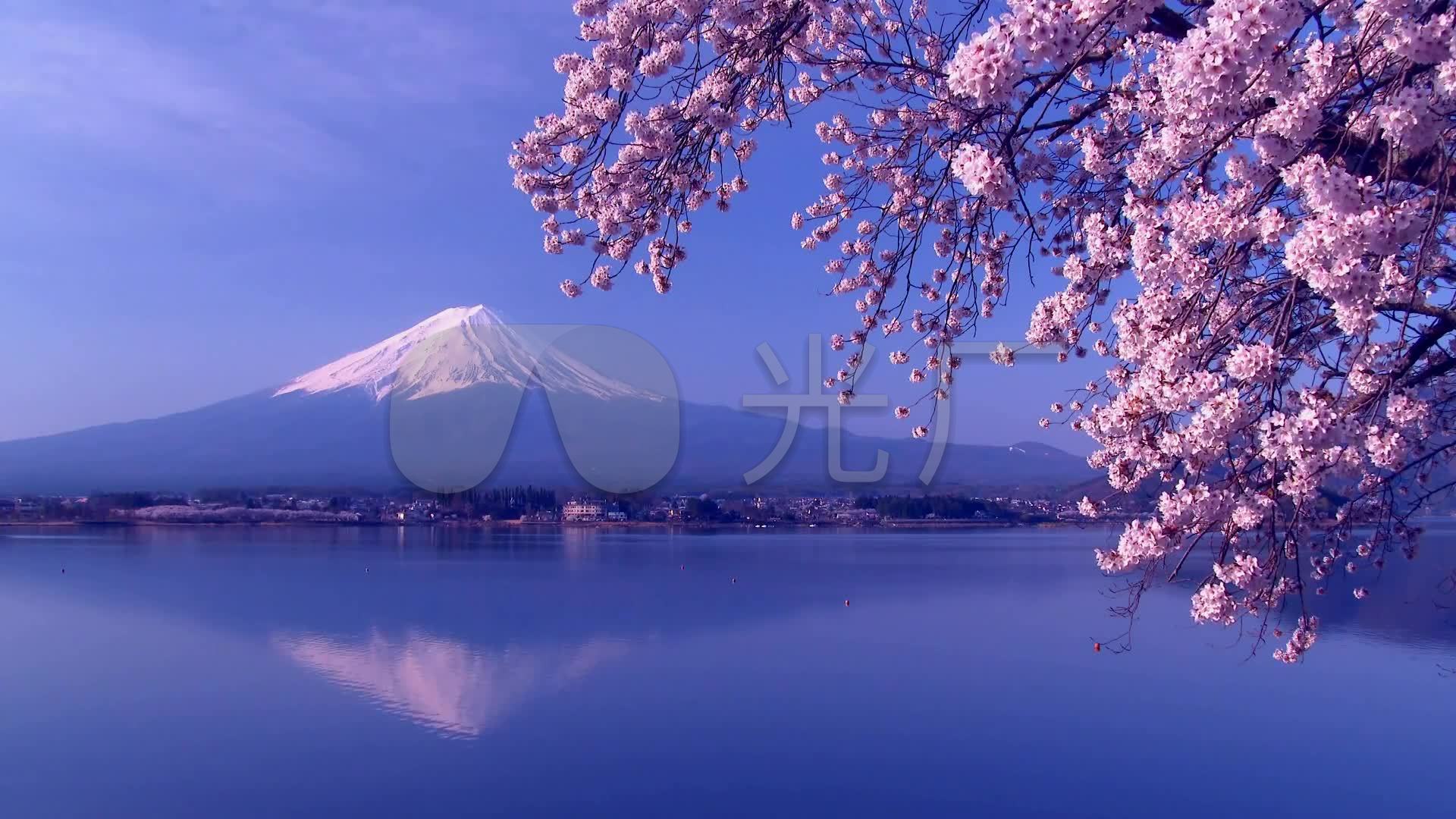 日本旅游樱花与富士山唯美风光片高清实拍