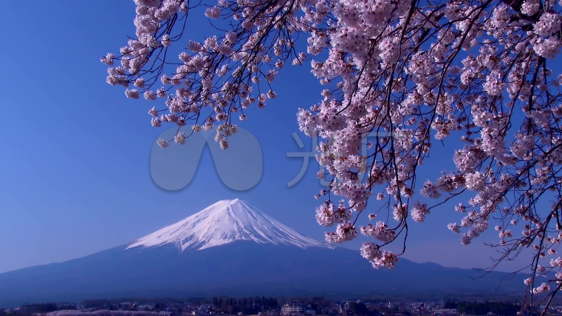 日本旅游樱花与富士山唯美风光片高清实拍