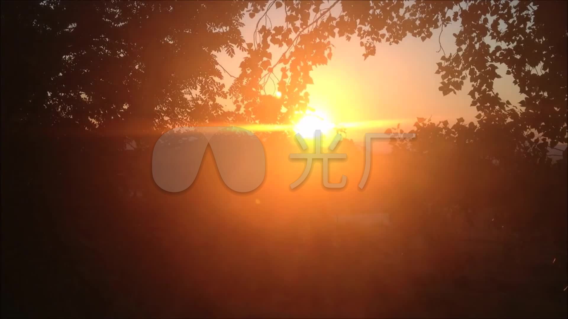 树影间唯美的朝阳