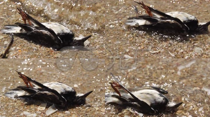 水污染死鸟环境污染城市污染环保主题高清视频素材高清视频实拍视频