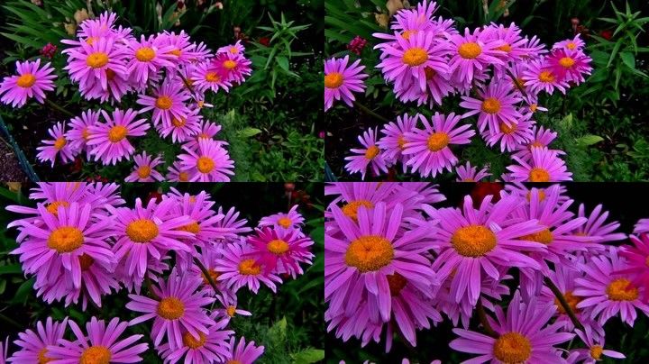 洋甘菊