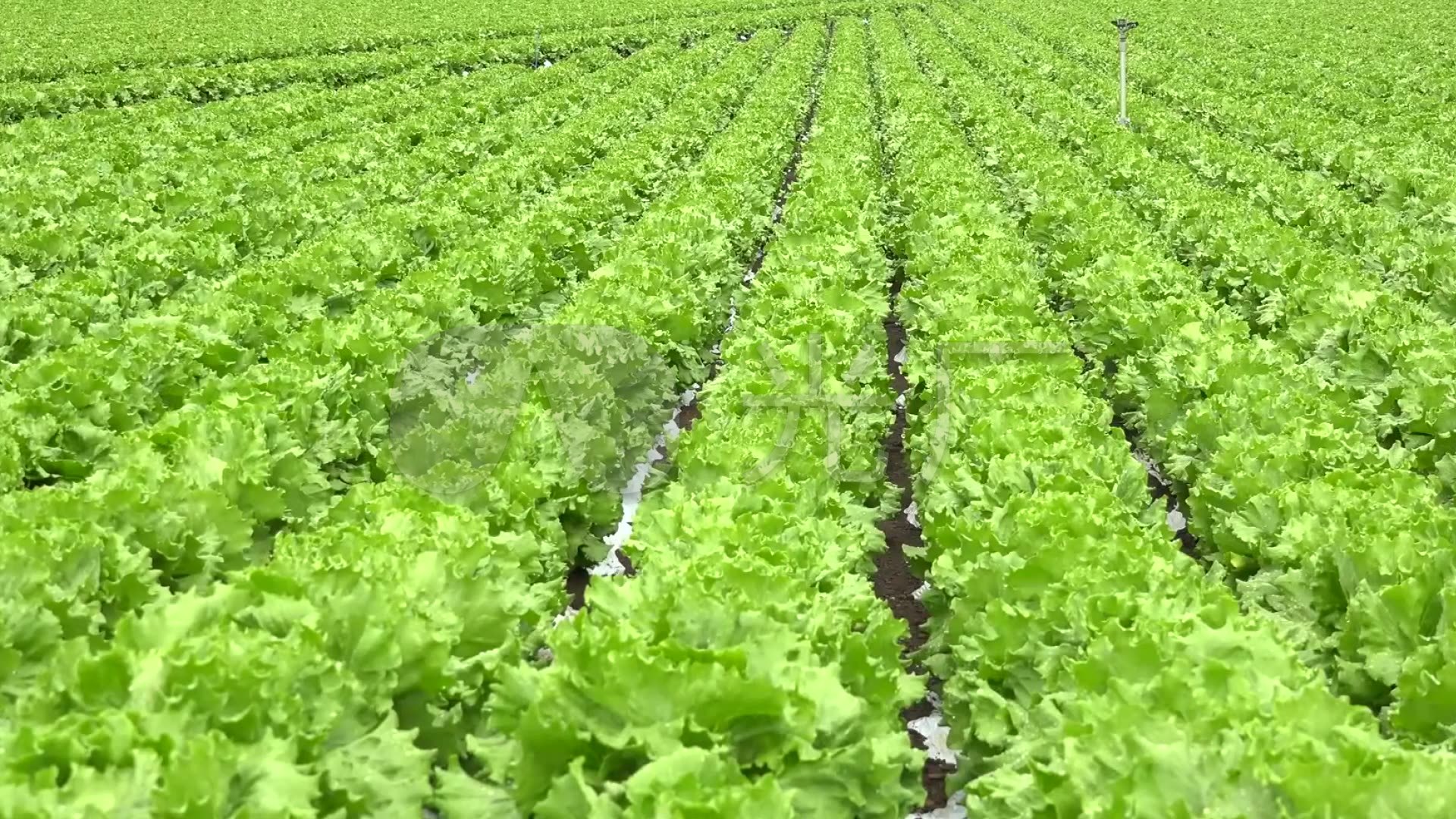 农业农田蔬菜生菜种植视频