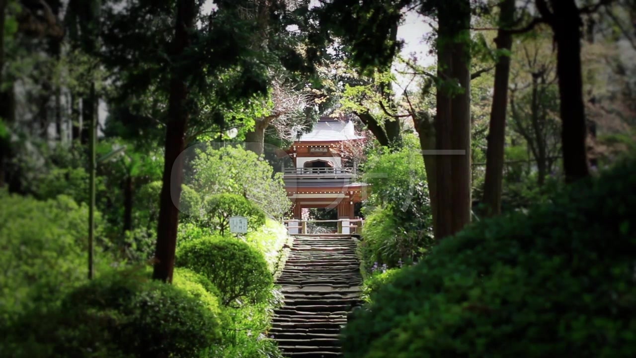 禅意寺院樱花唯美浪漫宁静