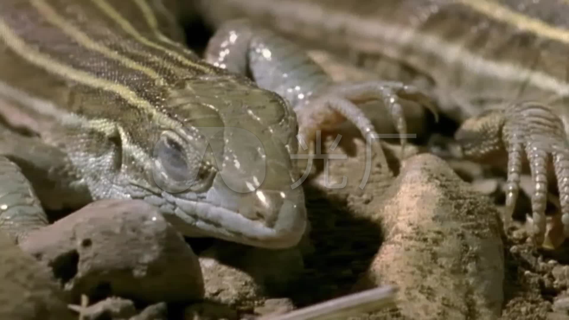 蜥蜴特写高清实拍_交配孵卵_孵化