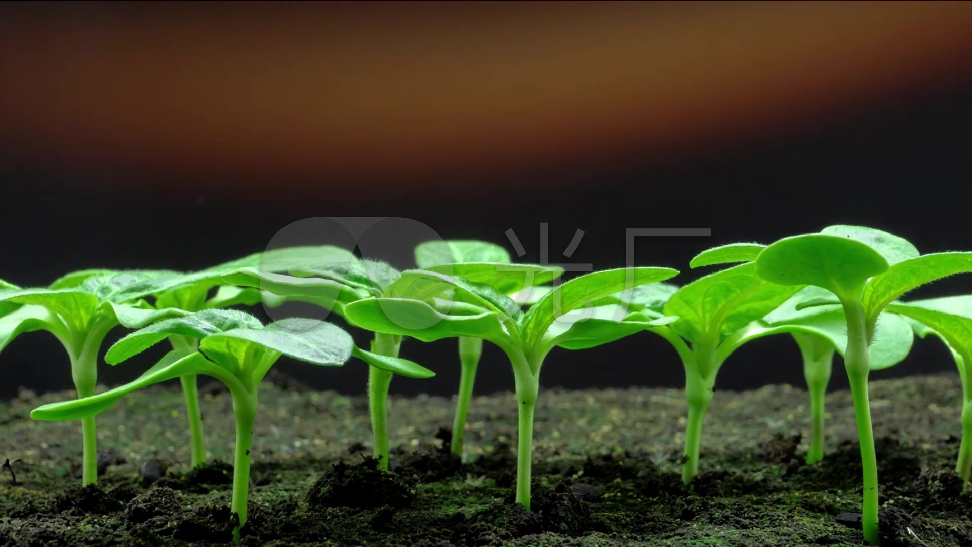 植物生长成长破土发芽高清视频