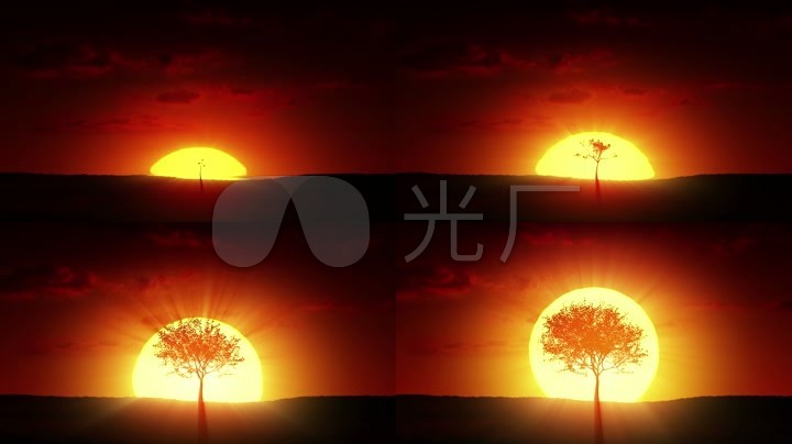 小树阳光下成长成大树视频素材
