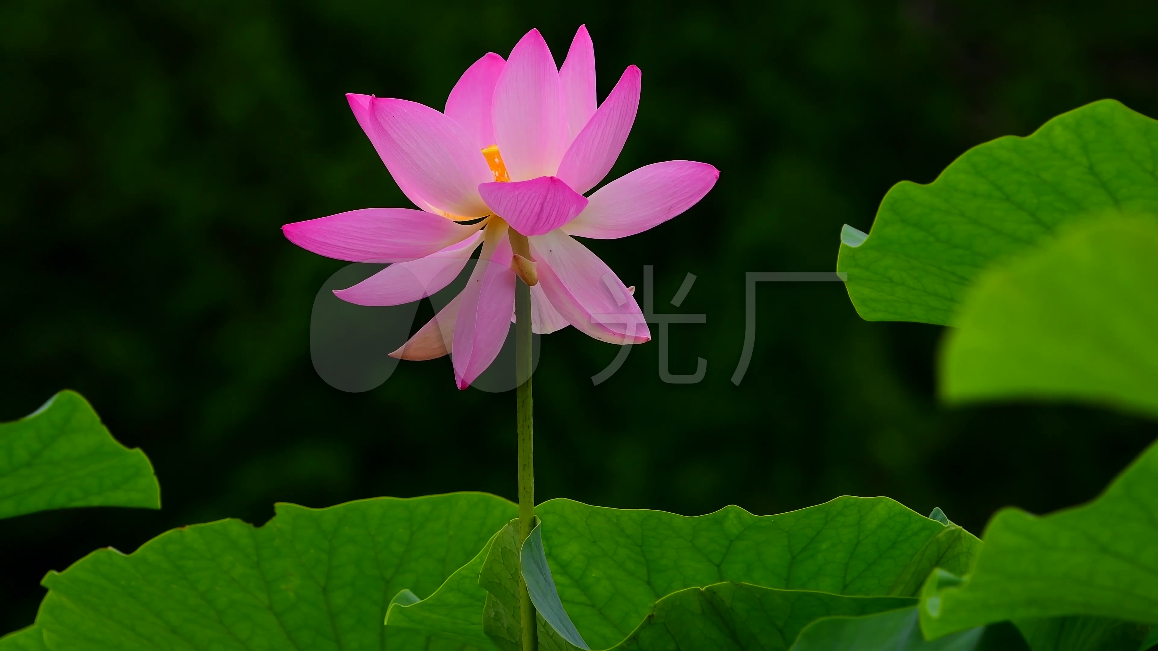 【最新】4k一品青莲花荷花实拍素材_3840x2160_高清