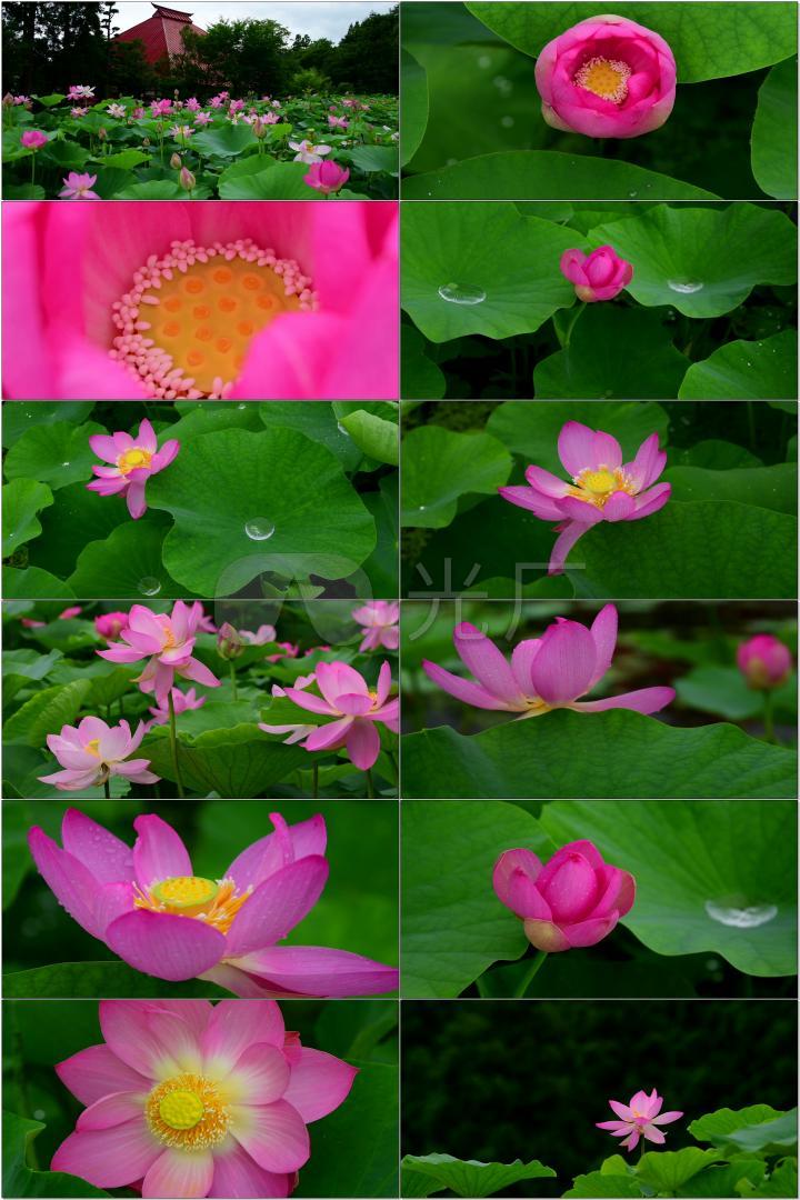 【最新】4k一品青莲花荷花实拍素材