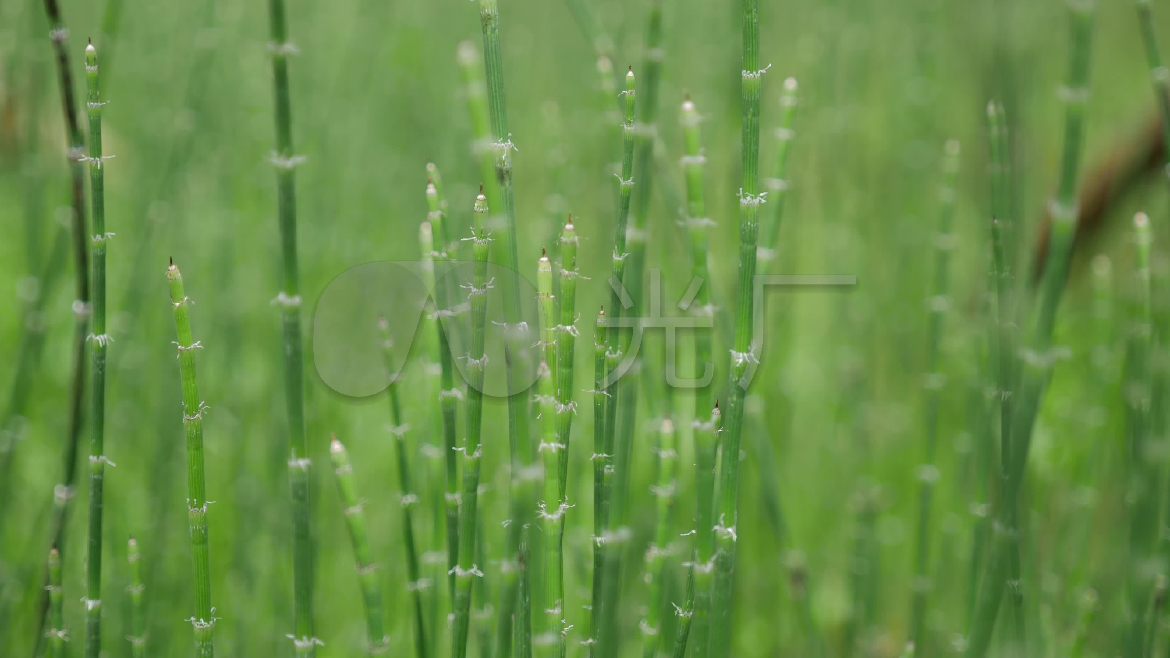 节节草土麻黄草麻黄木贼草4K_3840X2160_高清视频素材下载(编号:1526878)_实拍视频