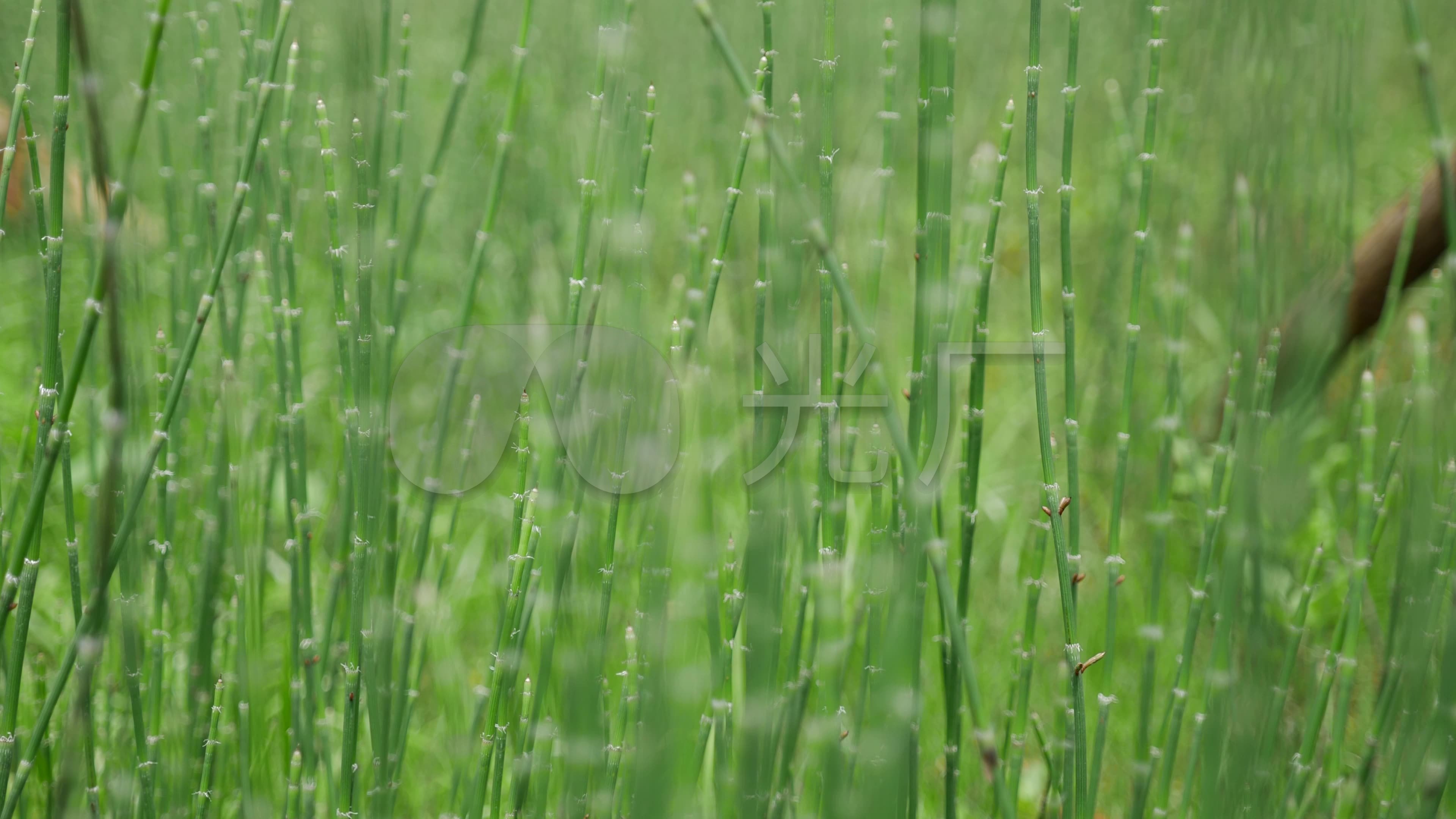 节节草土麻黄草麻黄木贼草4K_3840X2160_高清视频素材下载(编号:1526878)_实拍视频