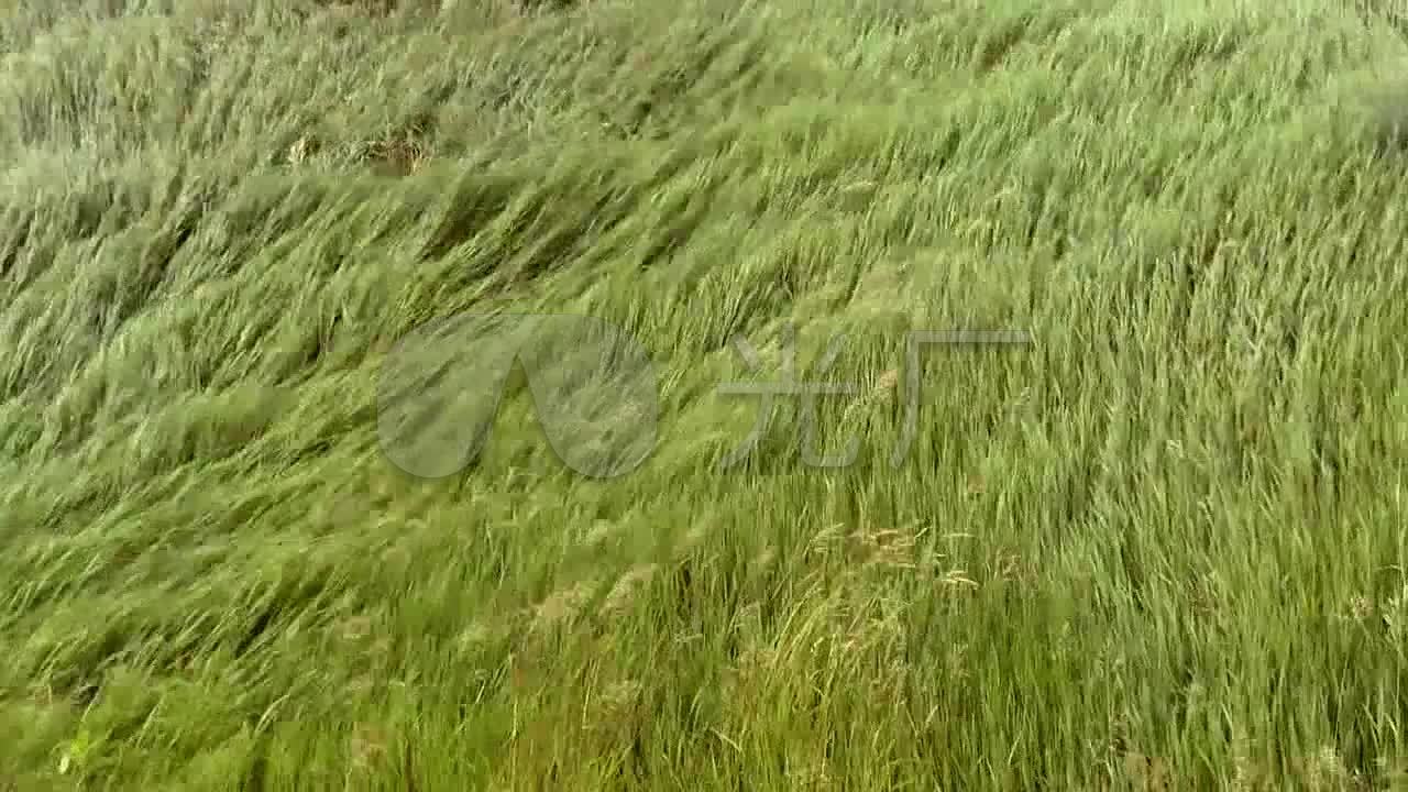 风吹草动_1280x720_高清视频素材下载(编号:1526885)