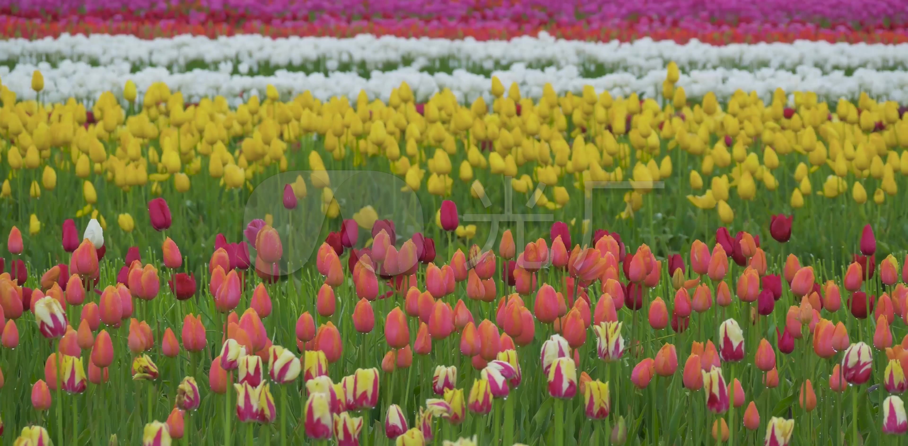 郁金香花田花海