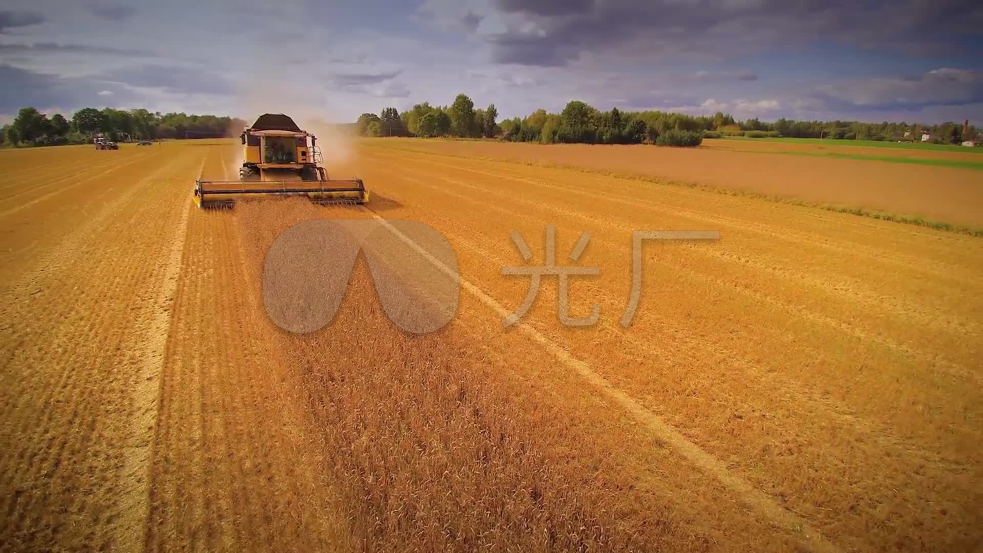 农业麦田丰收小麦丰收收割小麦