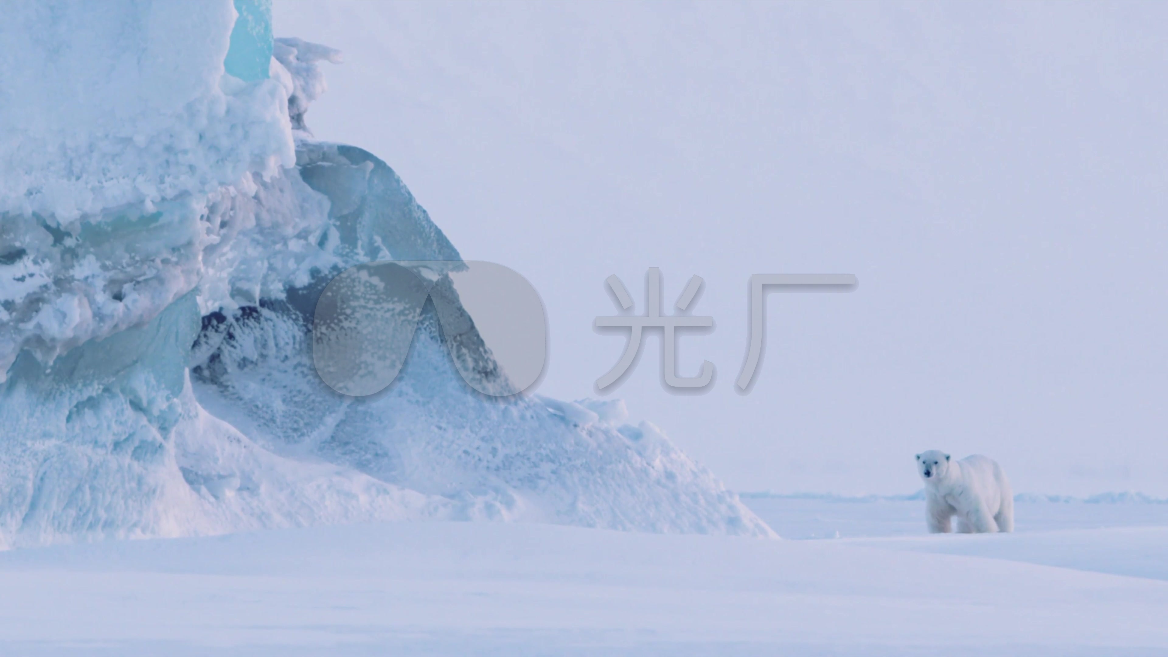 北极熊冰川行走北极生活环境_3840x2160_高清视频素材