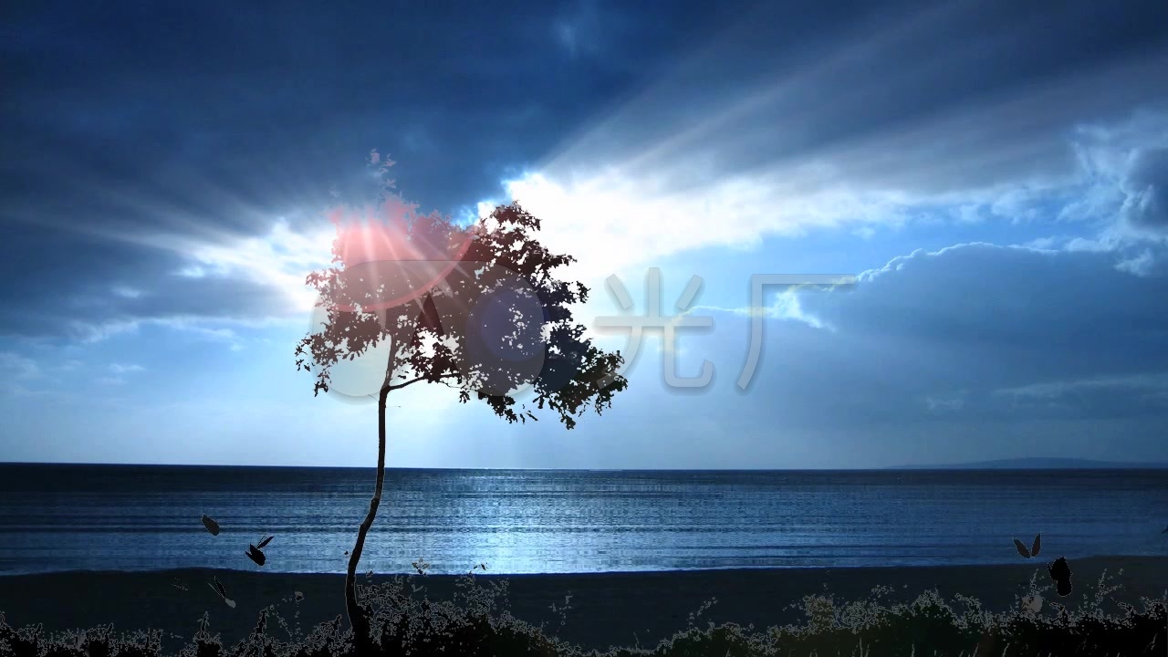 海岸阳光剪影树木_1280x720_高清视频素材下载(编号:)