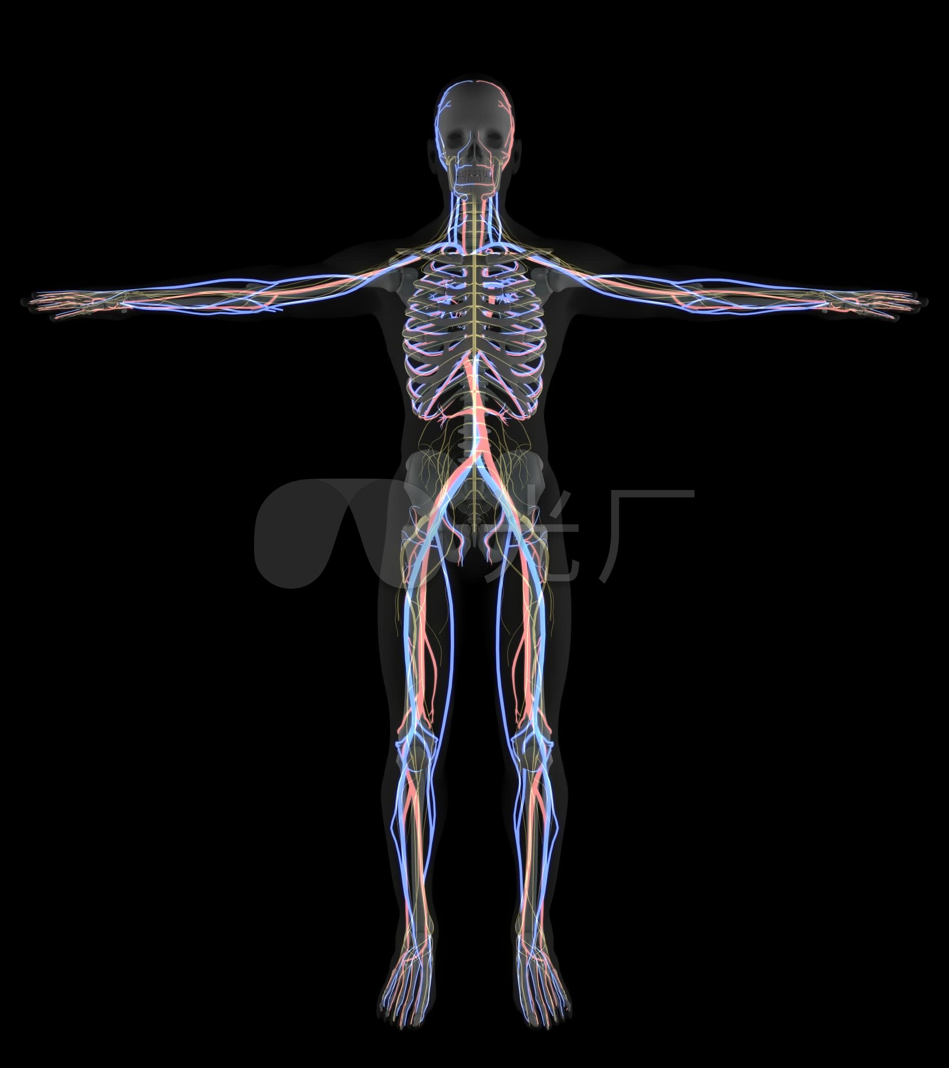 3d人体经络素材