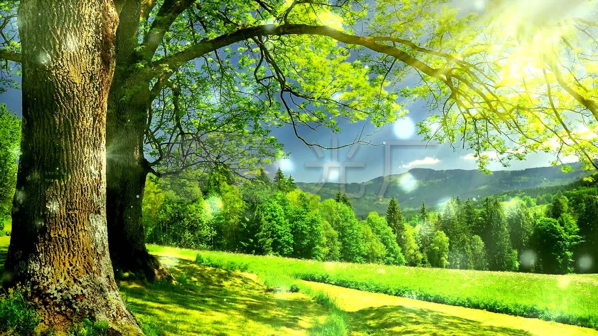 歌曲《好大一棵树》_1920x1080_高清视频素材下载(:)