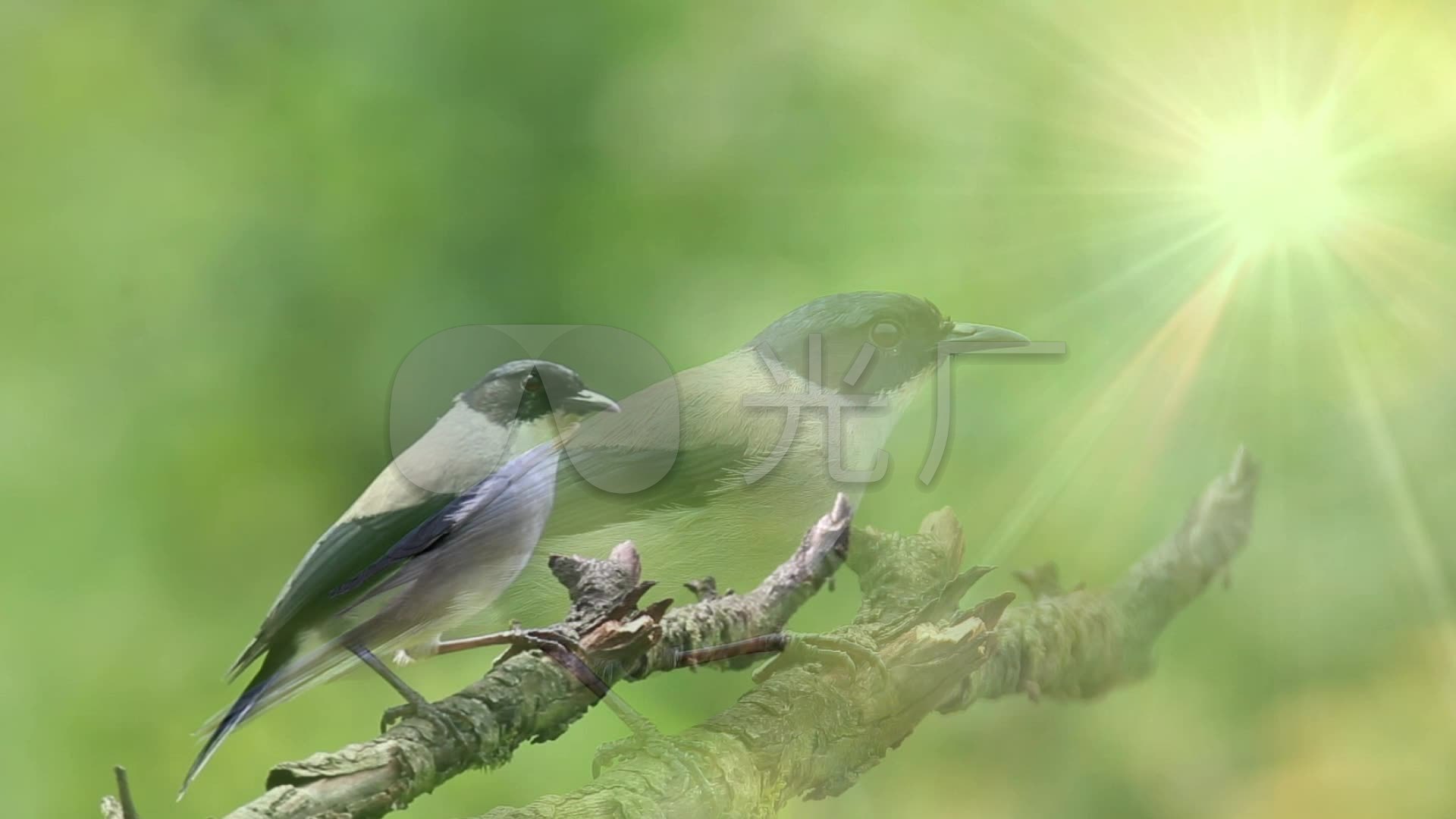 黑头奇鹛叫声_1920x1080_高清视频素材下载(编号:1555687)_实拍视频