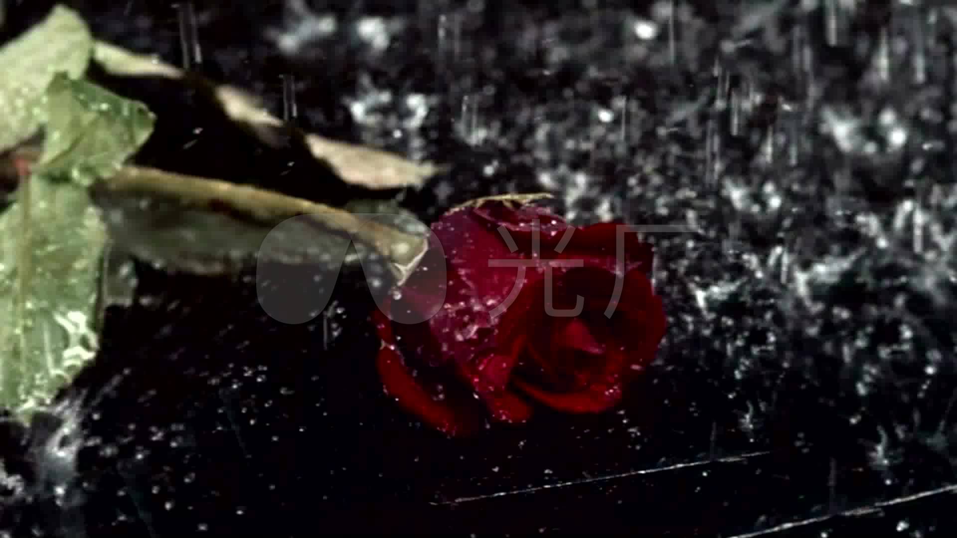 下雨雨滴悲伤红玫瑰玫瑰凋谢舞台背景_1920x1080_高清