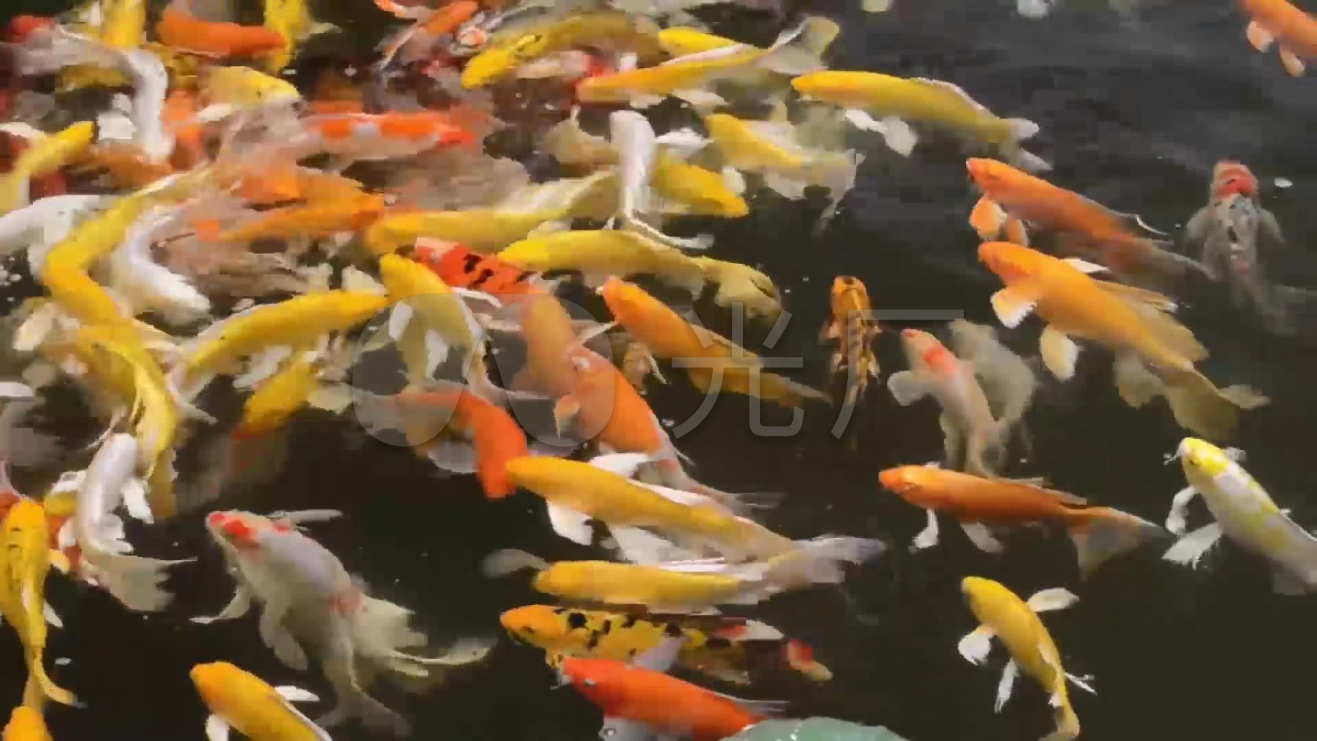 金鱼锦鲤鱼群游泳