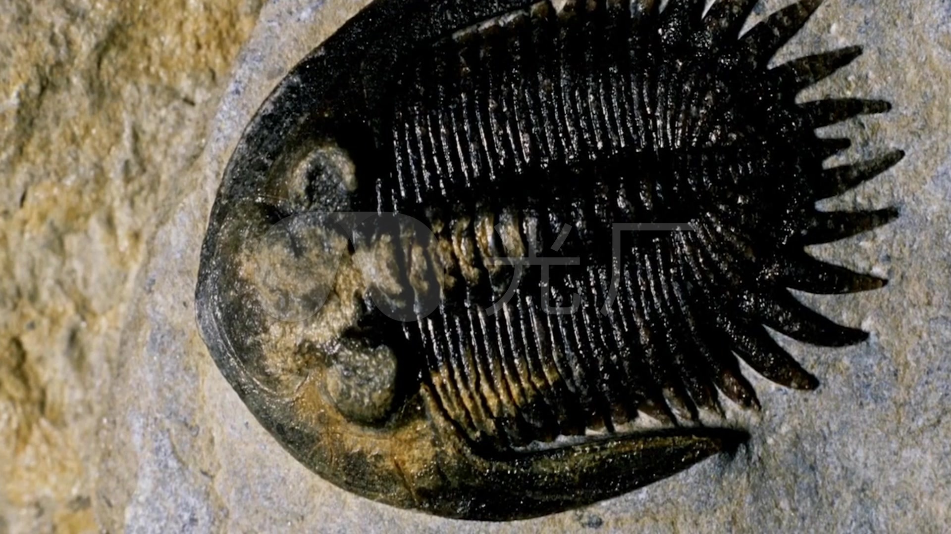 三叶虫化石视频素材_远古时代时期海洋生物_1920X1080_高清视频素材下载(编号:1558590)_实拍视频