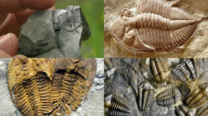 三叶虫化石视频素材_远古时代时期海洋生物