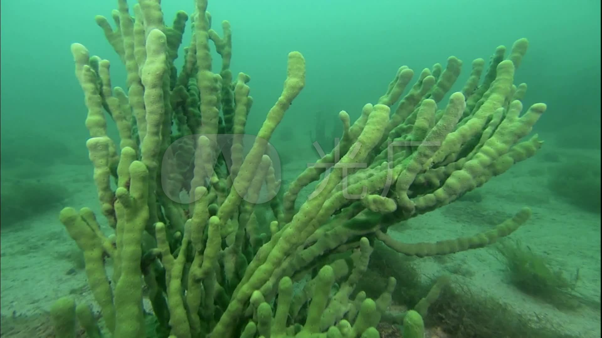 海底海底植物水草鱼鱼群自然生态_1920x1080_高清视频