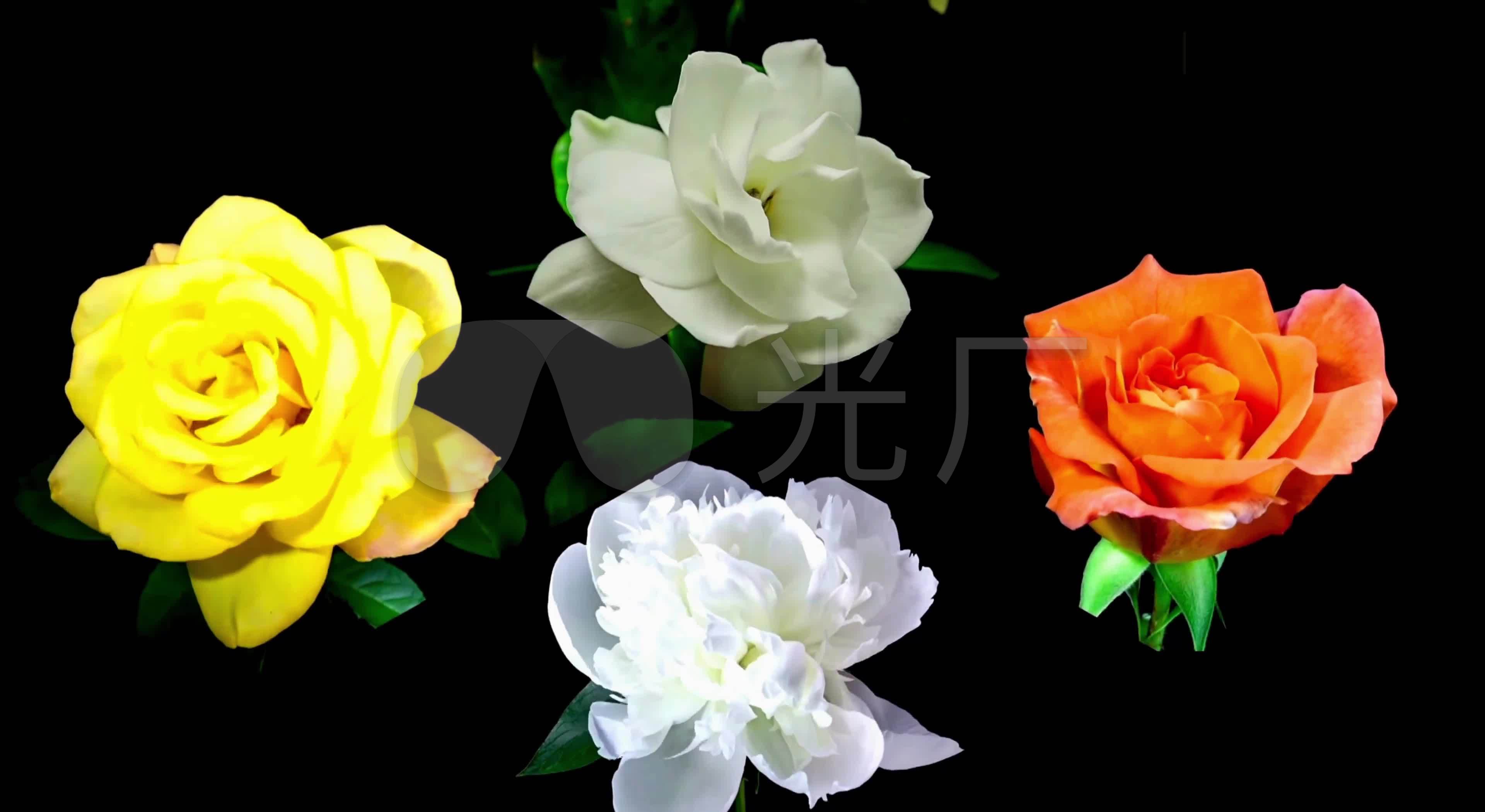 4k多种花开视频素材_3840x2100_高清视频素材下载(:)