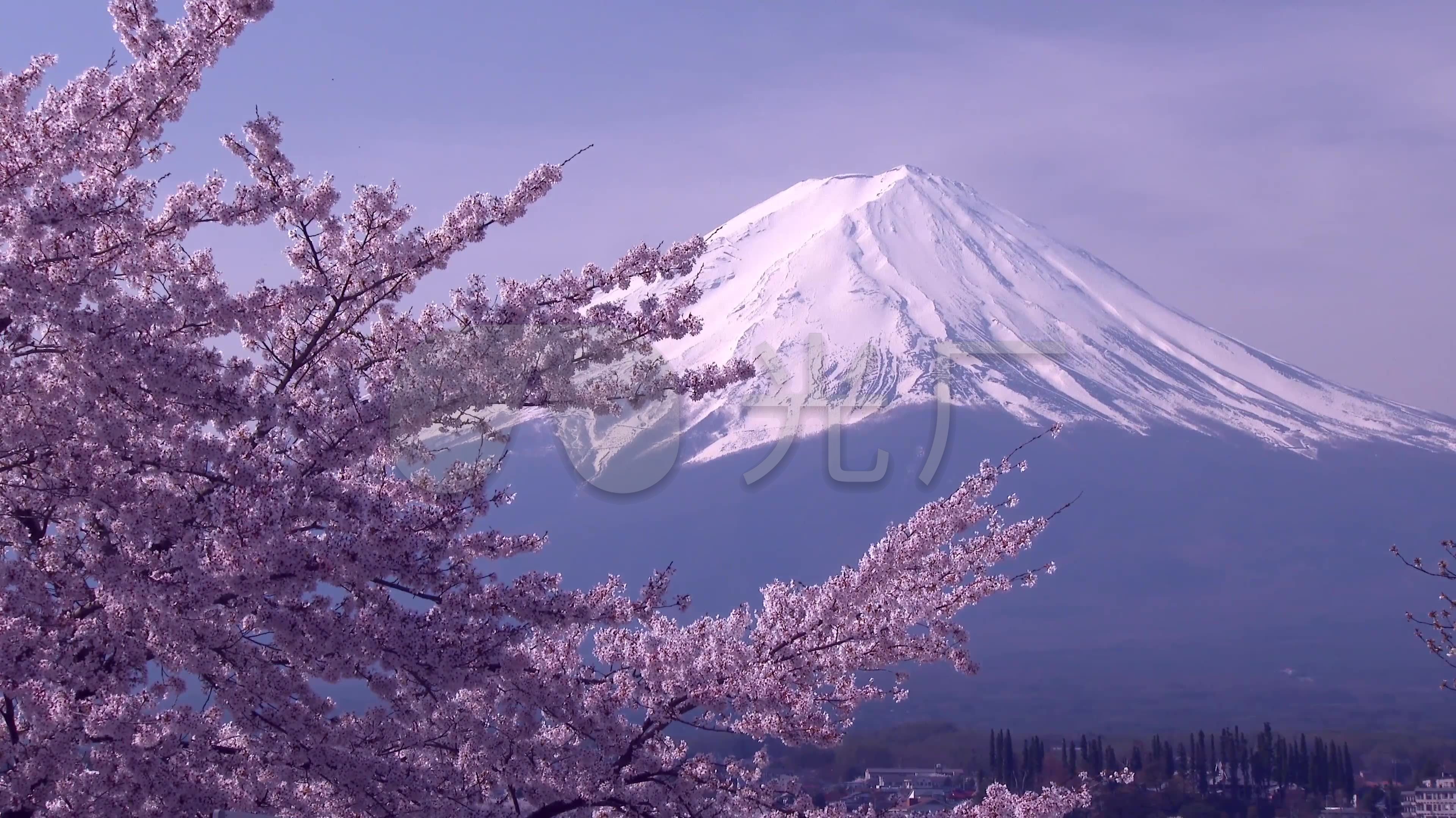 日本富士山与樱花_3840x2160_高清视频素材下载(编号