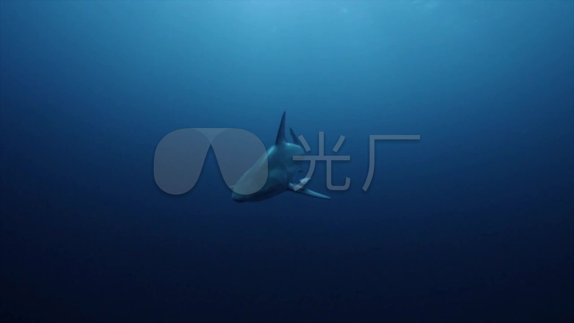 鲨鱼海底世界鲨鱼捕食_1920x1080_高清视频素材下载