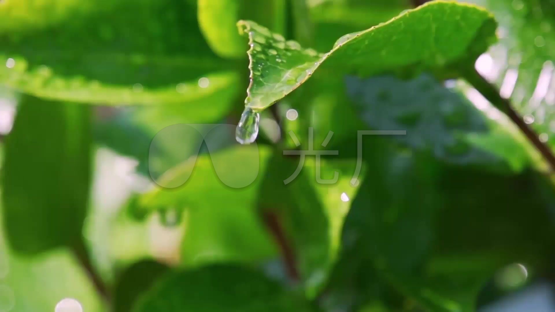 绿色树叶雨滴水滴素材_1920x1080_高清视频素材下载