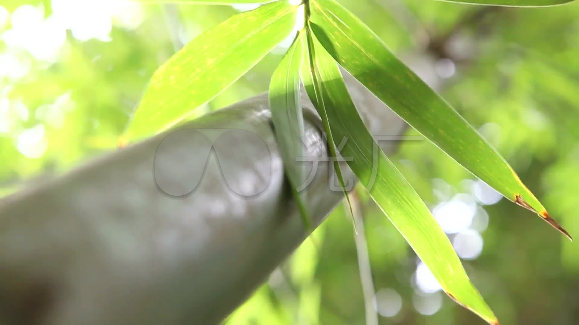 高清竹子特写竹林空境写意素材