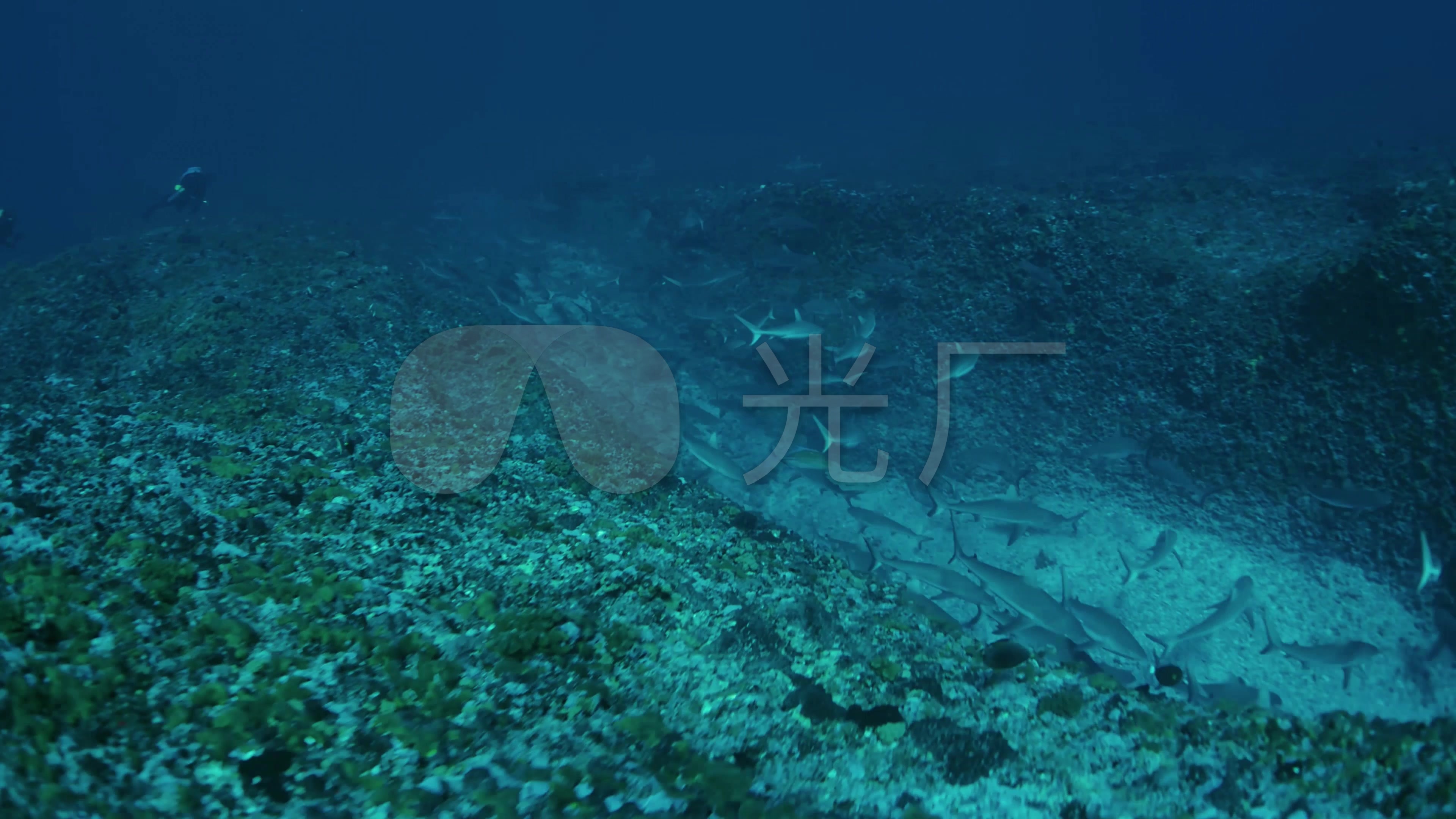 4k海洋生物学家潜水运动海洋深海潜水_3840x2160_高清