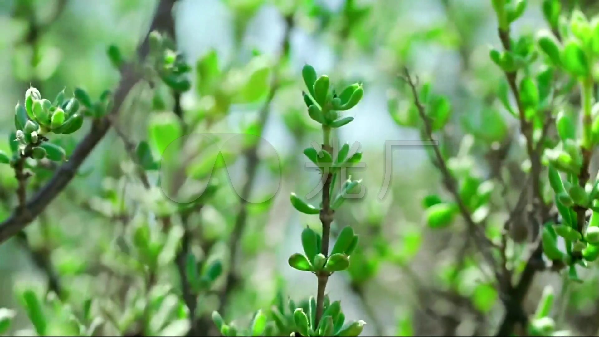 春天 露水 植物 发芽 绿色 自然